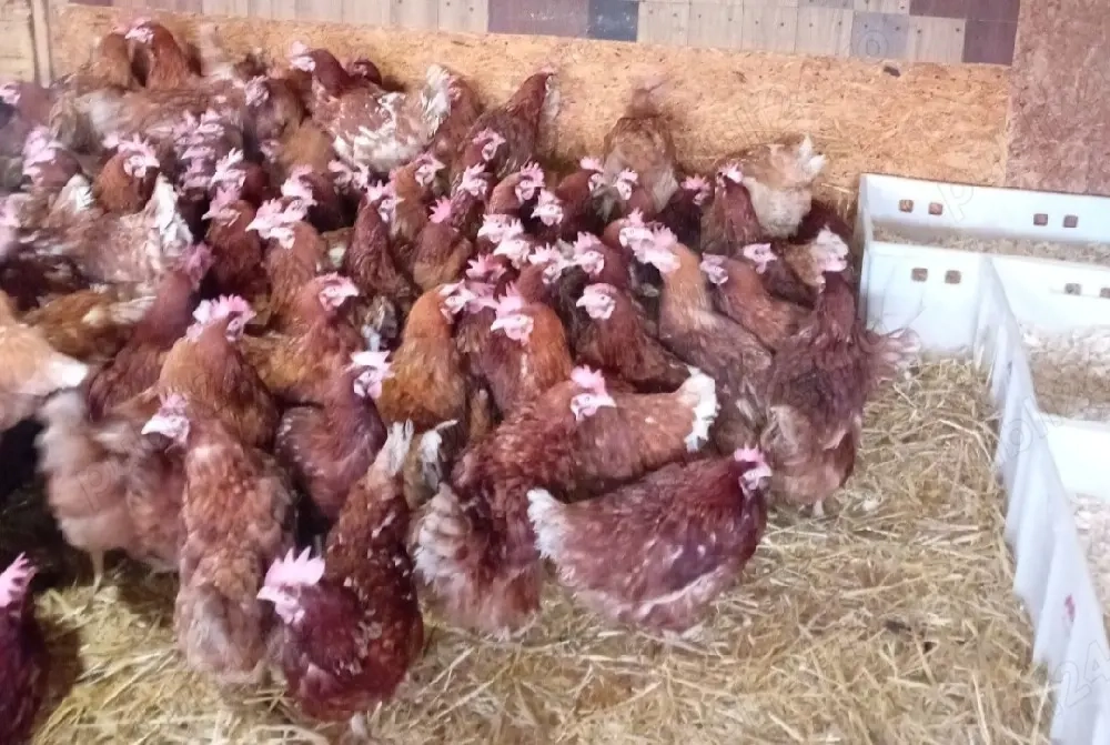 de vanzare gaini outoare