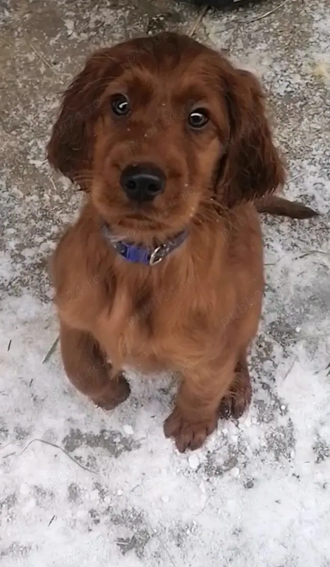 cățel deosebit de frumos, setter irlandez 