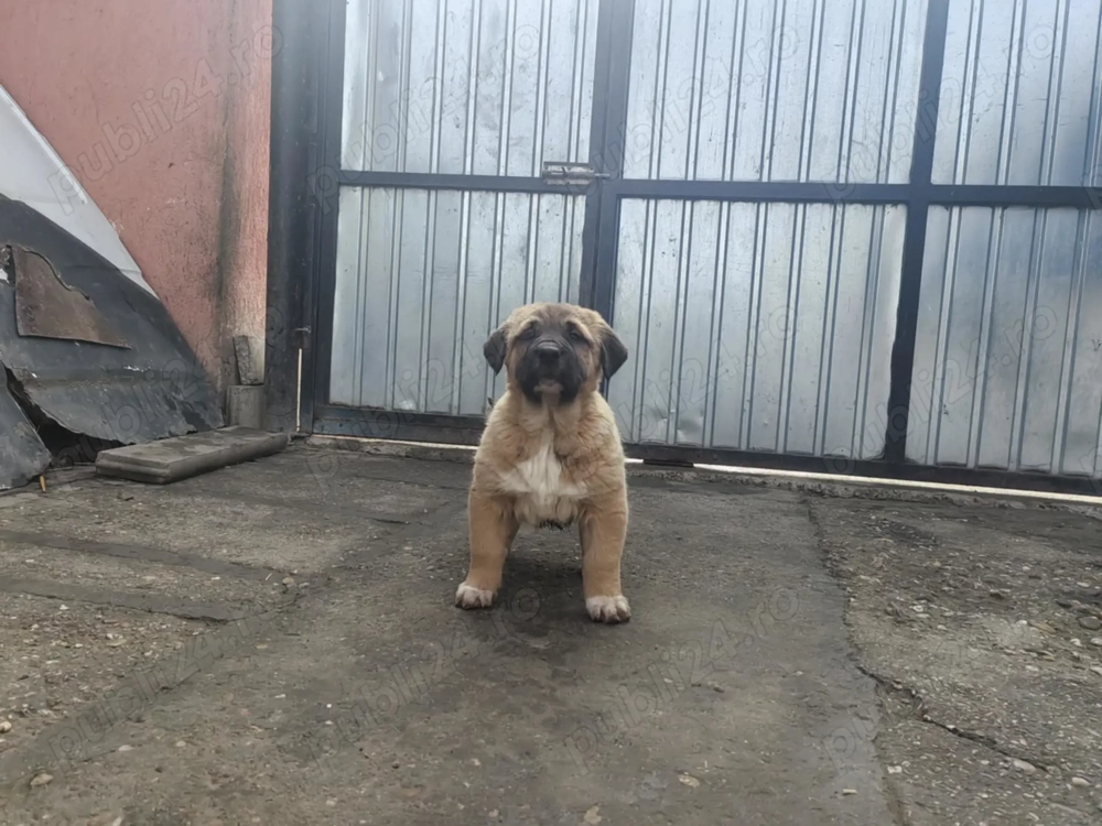 De vânzare pui ciobănesc Asia Centrala 