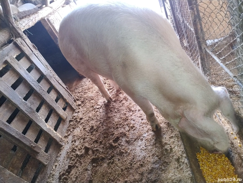 Porc pentru sacrificare 