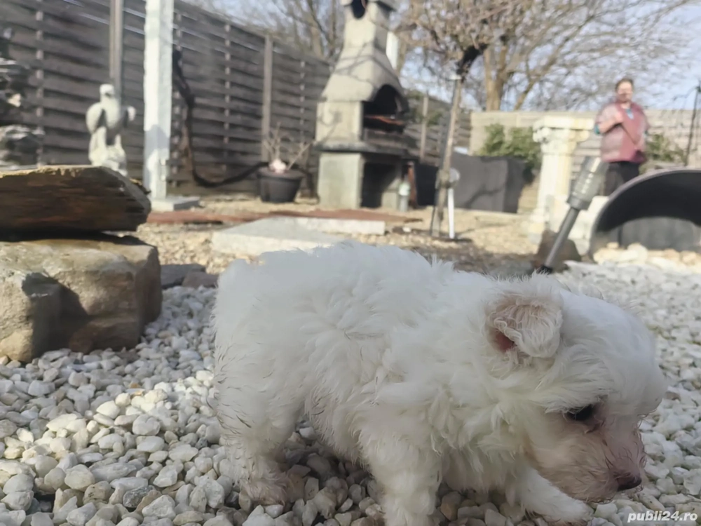  Disponibil pui bichon havanese 