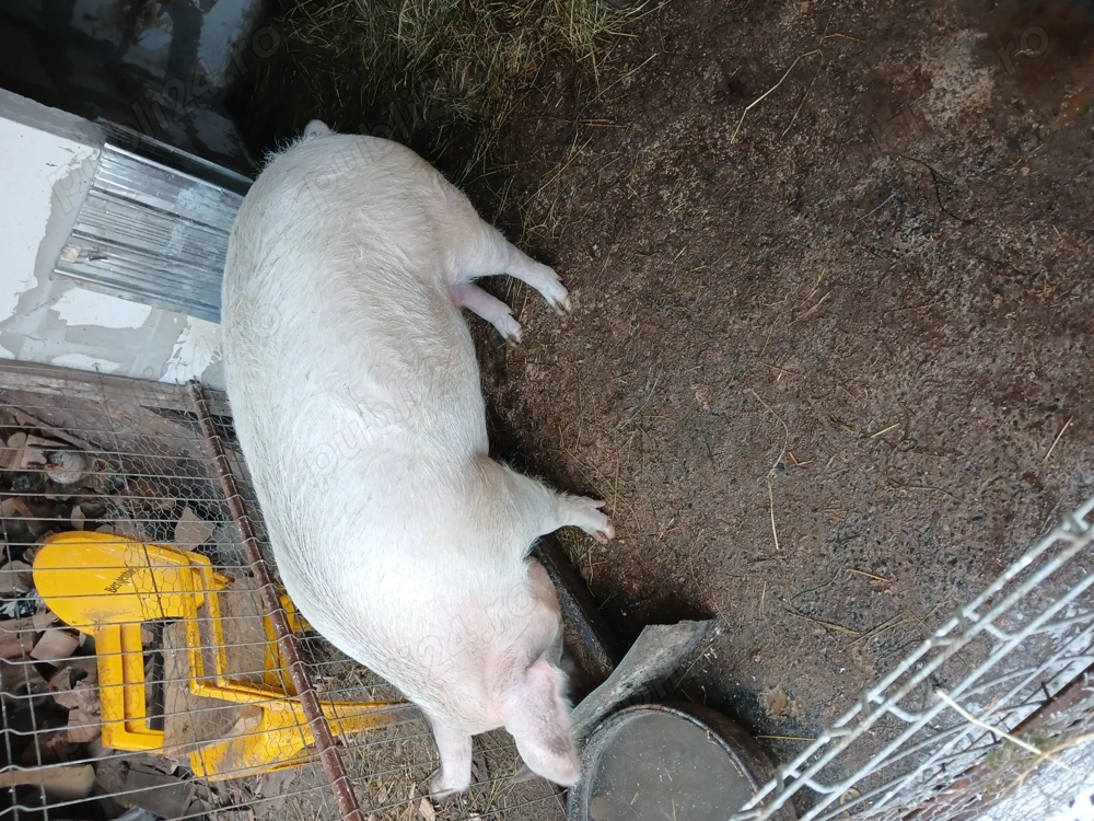 Vând scroafa între 180-200 kg 20 lei în viu sau 25 carcasa