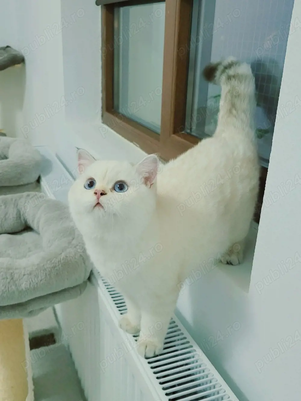 baiat british shorthair