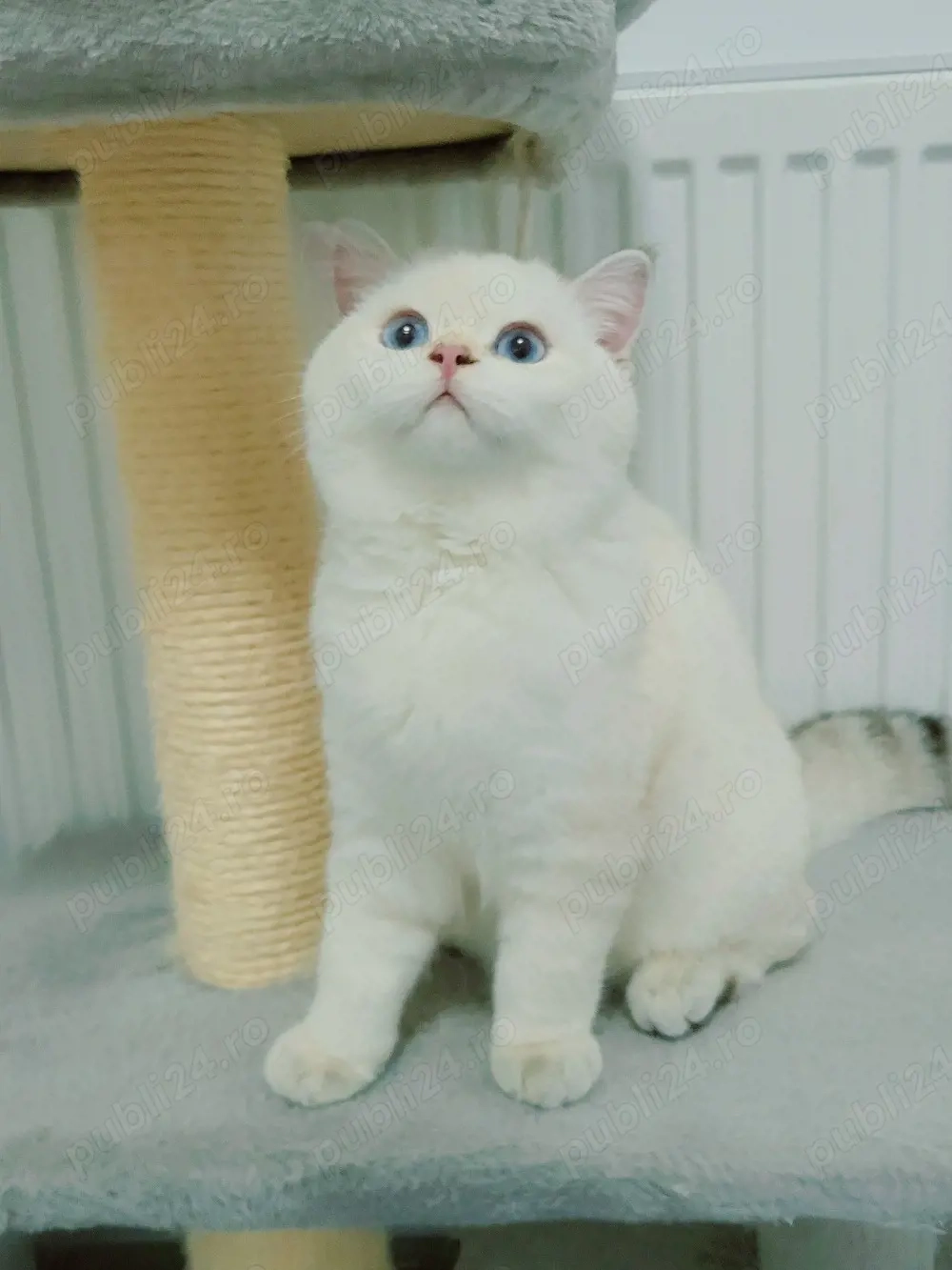 baiat british shorthair