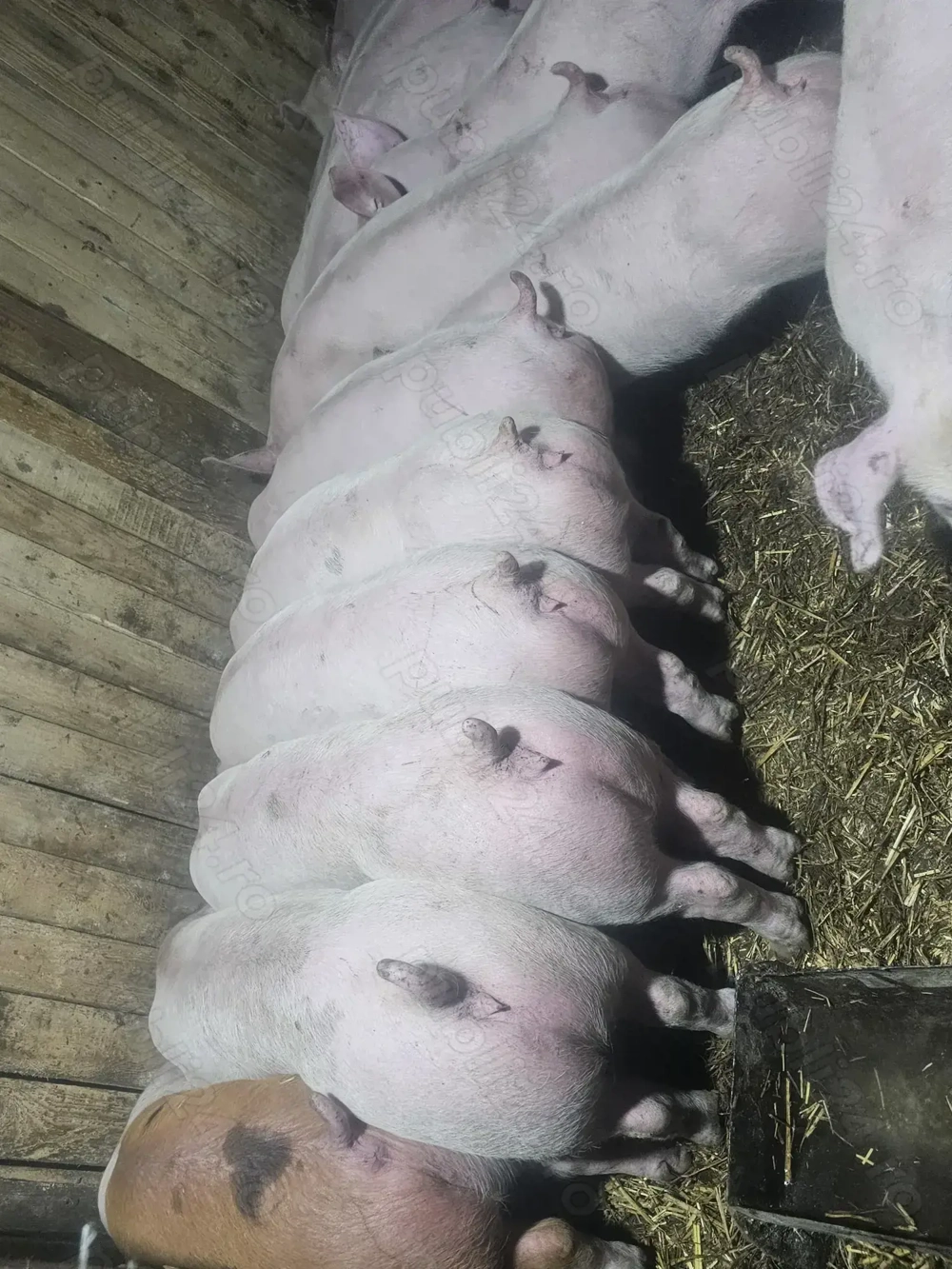 vând 20 soldani rasa de calitate de carne 45-55 kg mascul castrați 