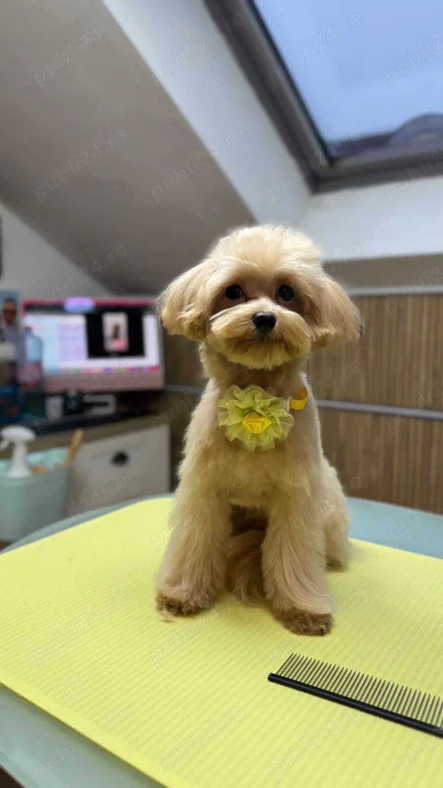 Cățel Maltipoo mini toy își caută o familie 