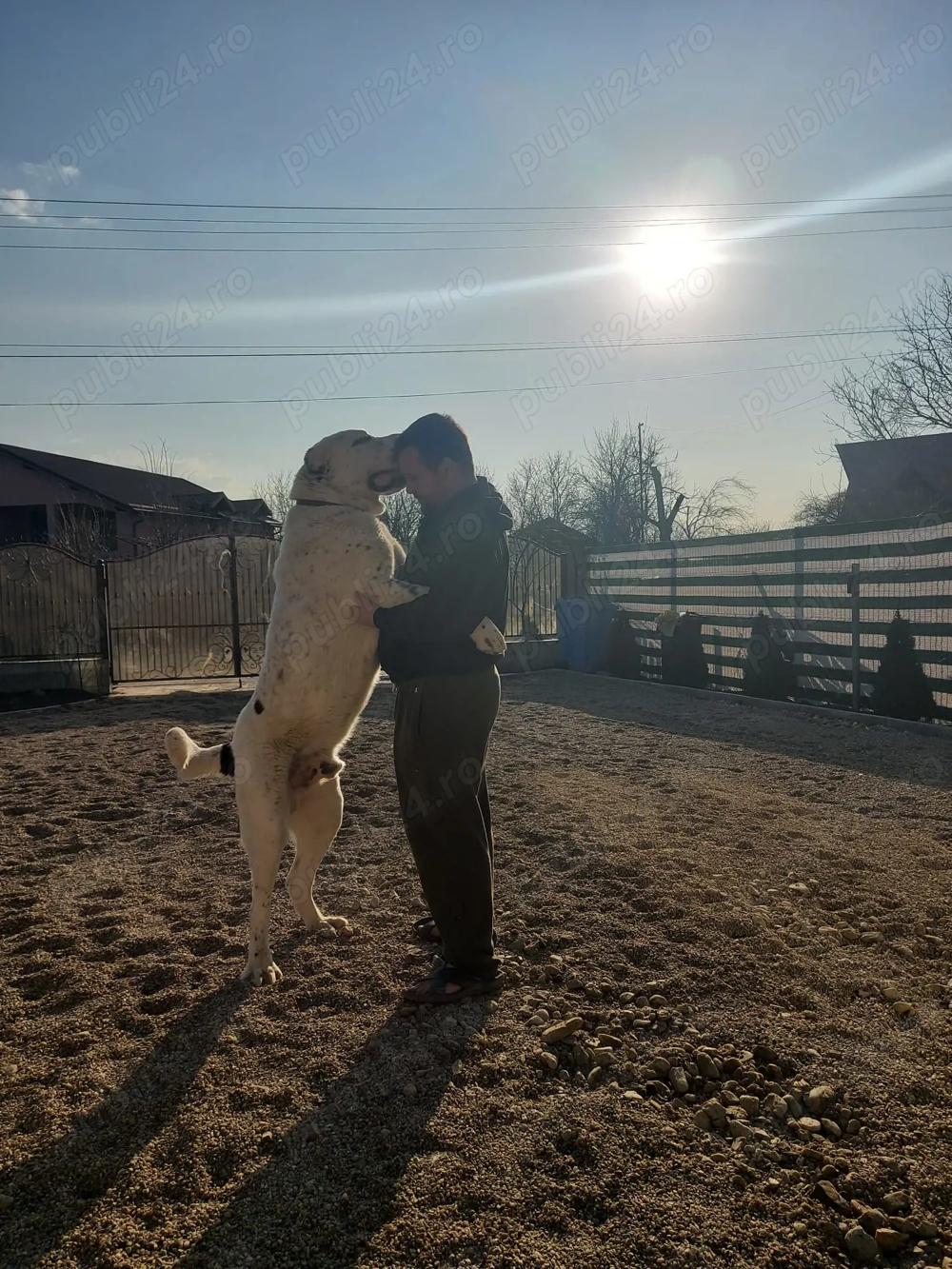 Ciobanesc Asia Centrala din mama cu pedigree.