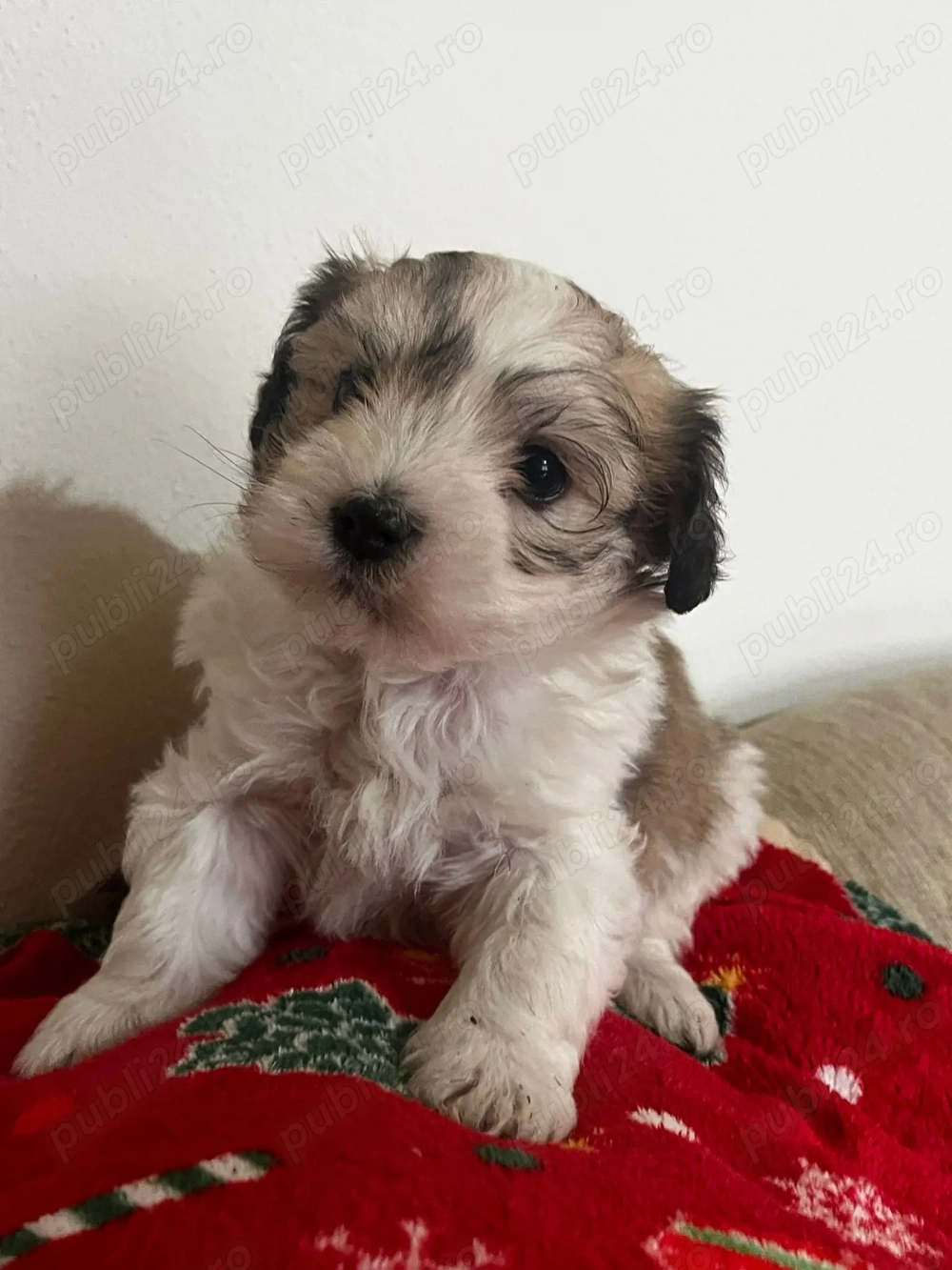 Puiuți de bichon de vânzare 