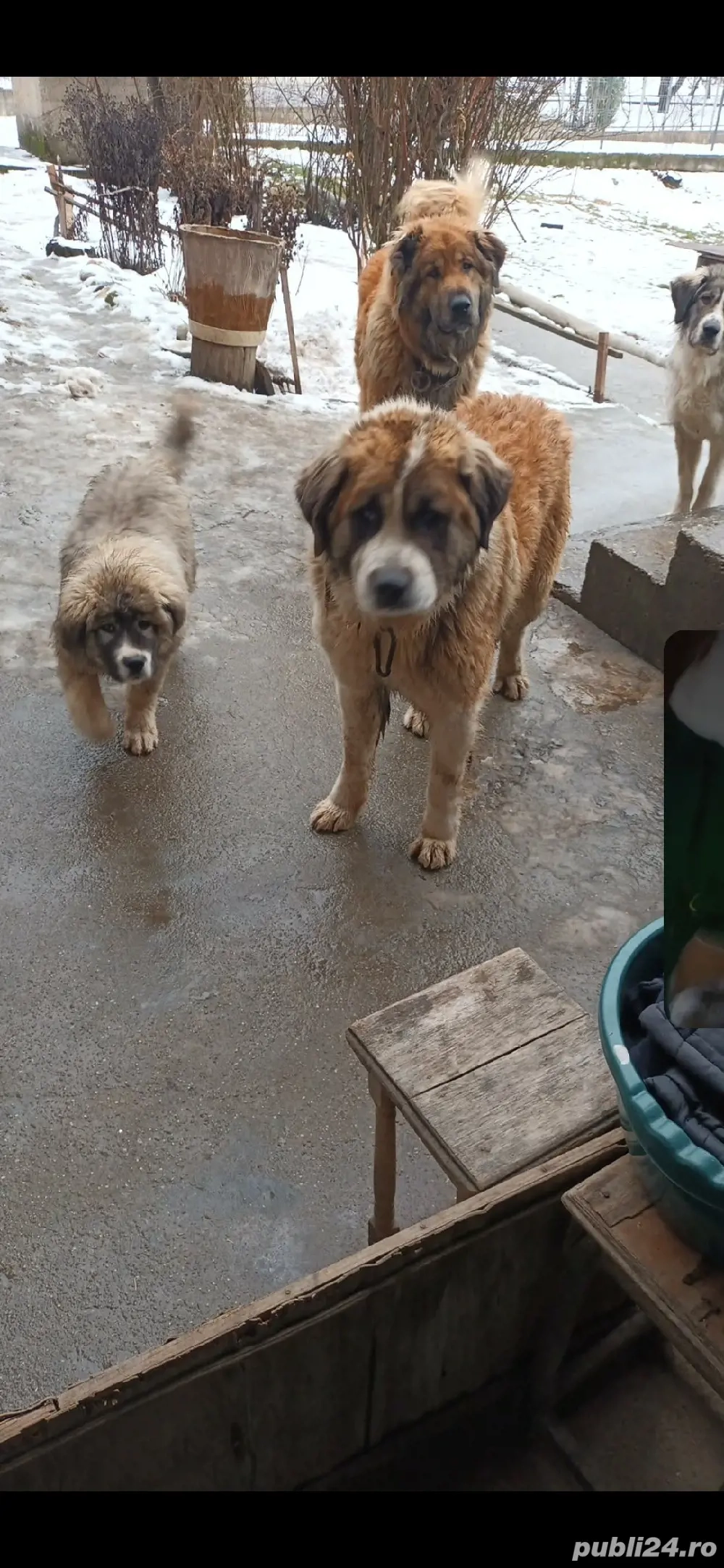 Câine ciobănesc mioritic