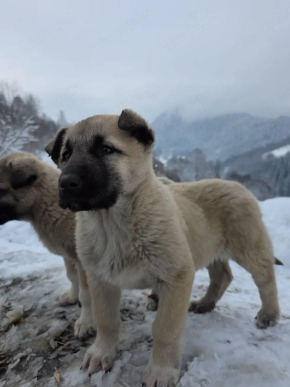 Catei kangali.          .