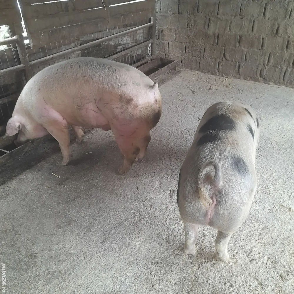 Porci de vanzare 