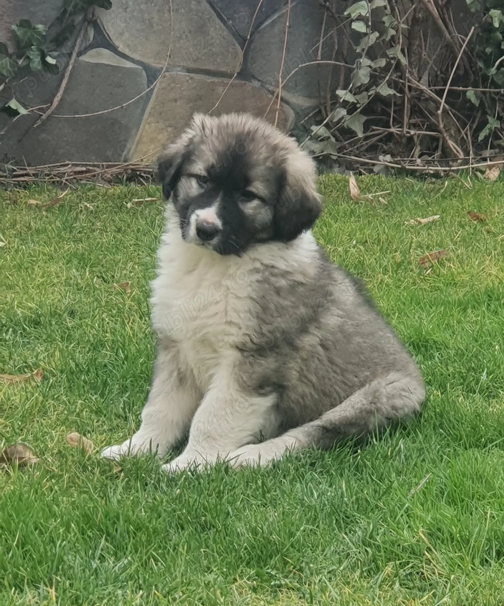 Căței din rasa Ciobănesc Românesc Carpatin din părinți multicampioni. 