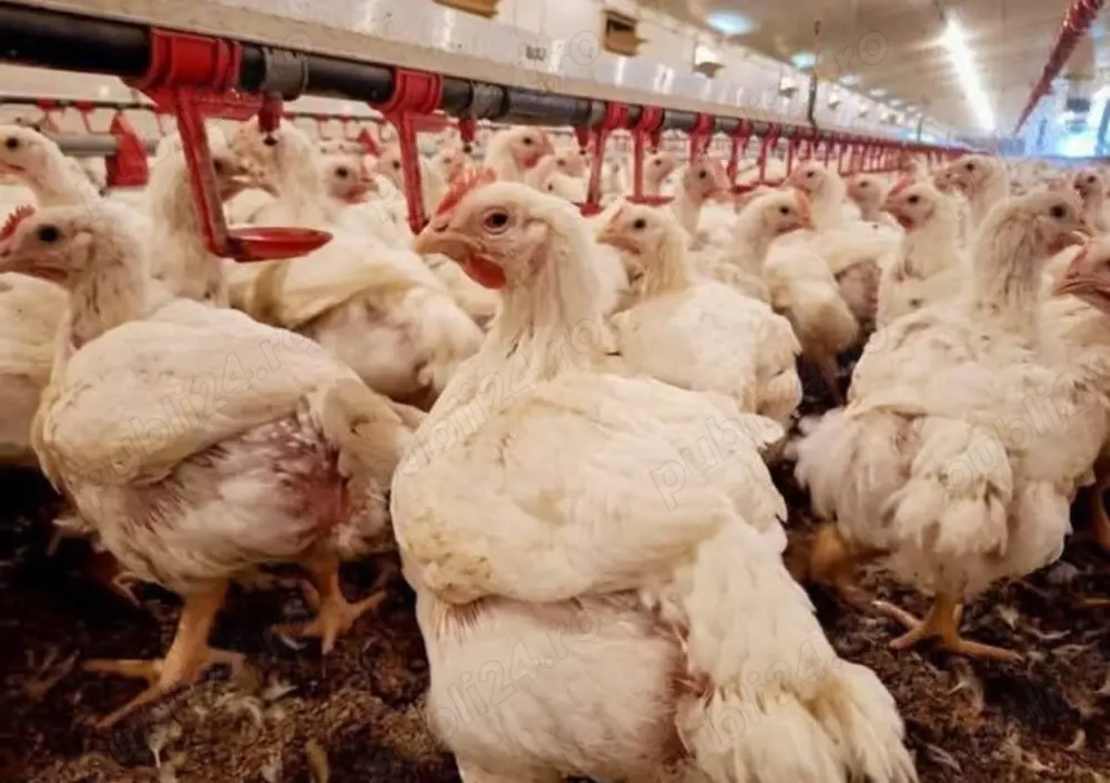 Găini, pui, rațe de vanzare 