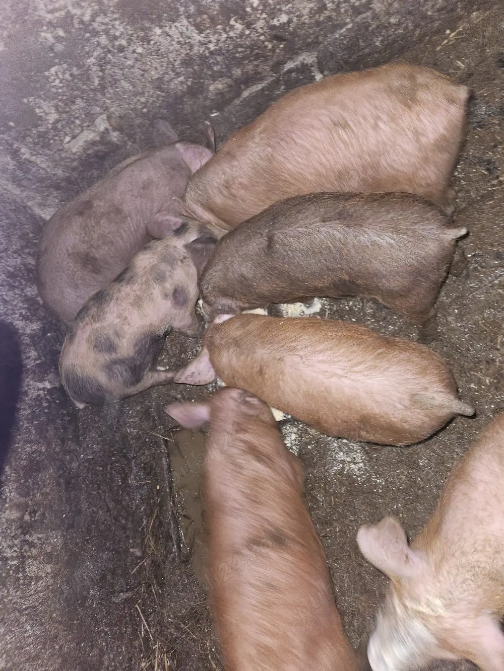 purcei de 8 săptămâni 