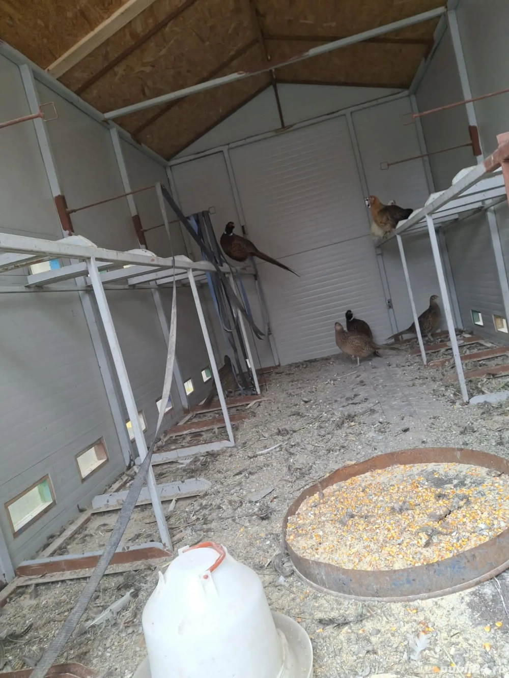 Fazani salbatici-2 masculi și 3 femele și 2 găinile pitice 