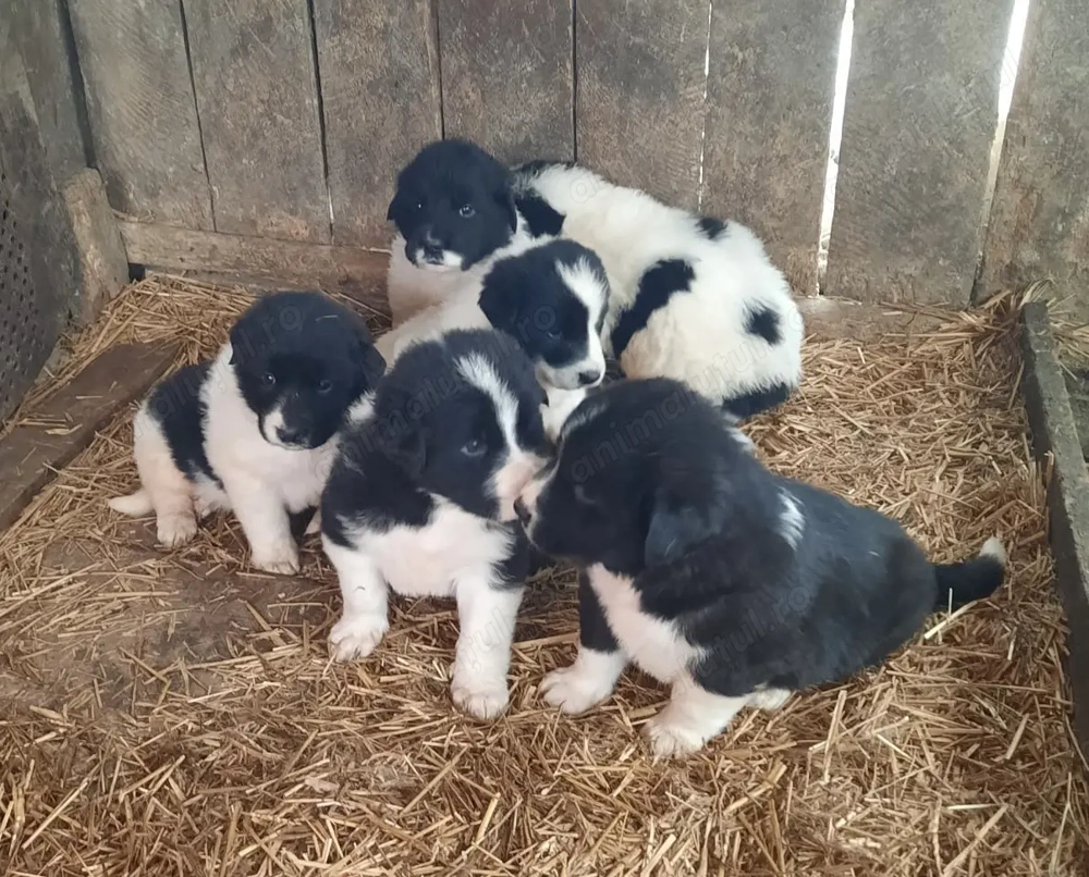 Ciobănesc de Bucovina cu Ciobănesc de Asia 