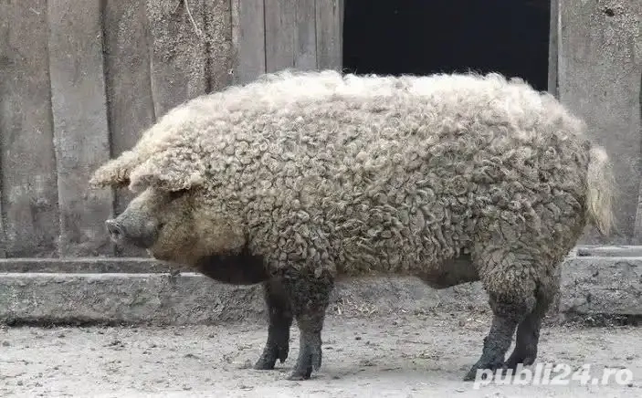 Porci si purcei mangalita