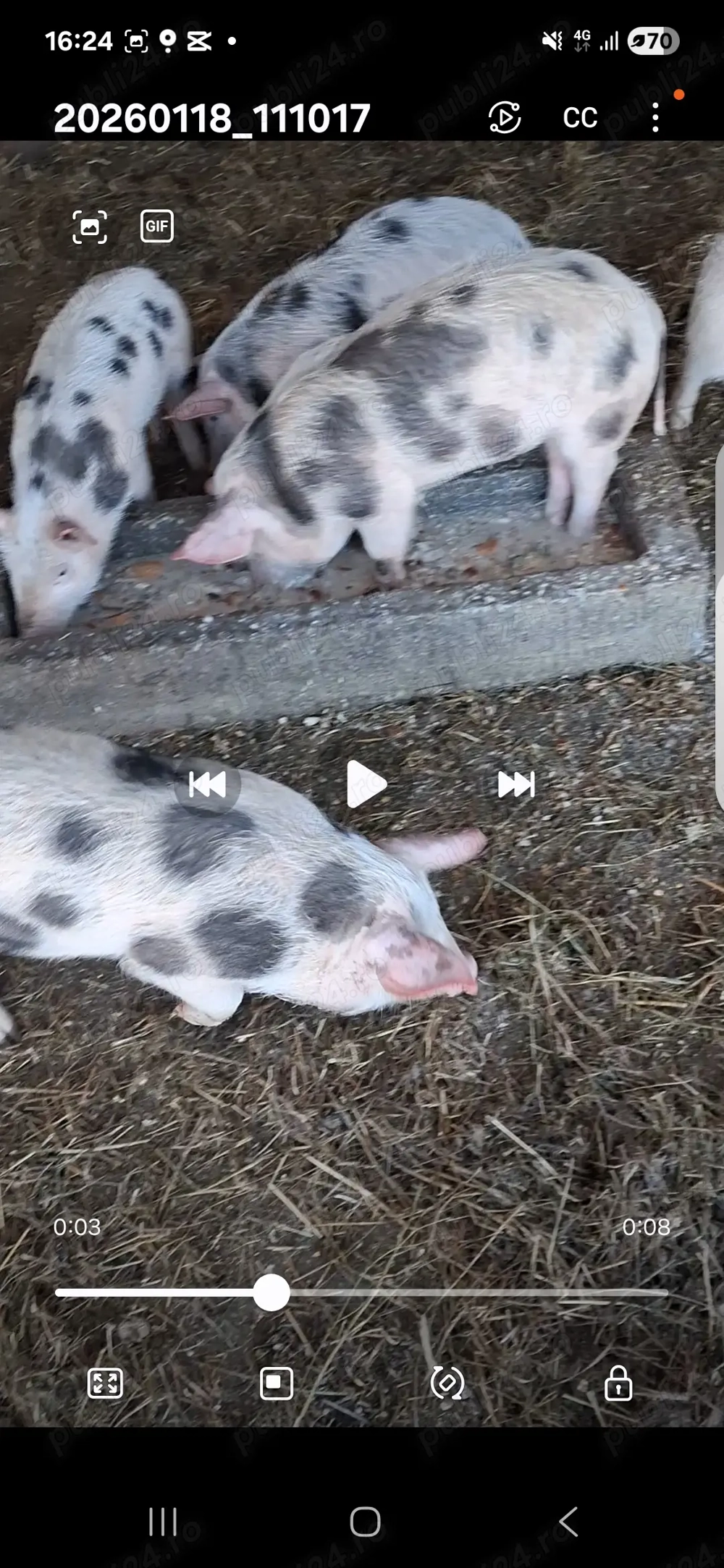 Vând purcei de carne rasa petrain 