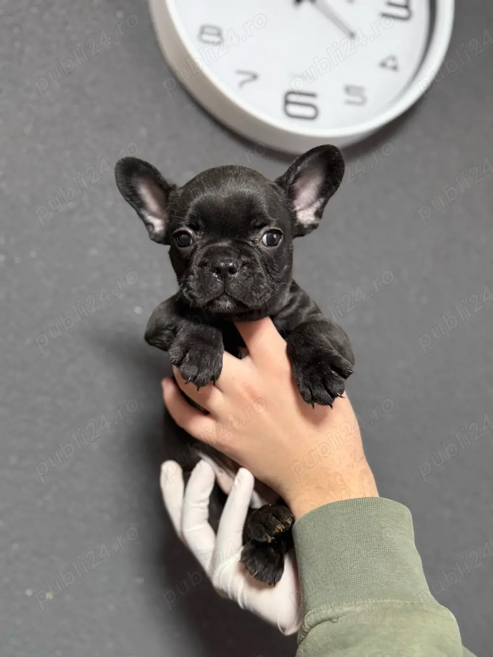 Catei Bulldog Francez