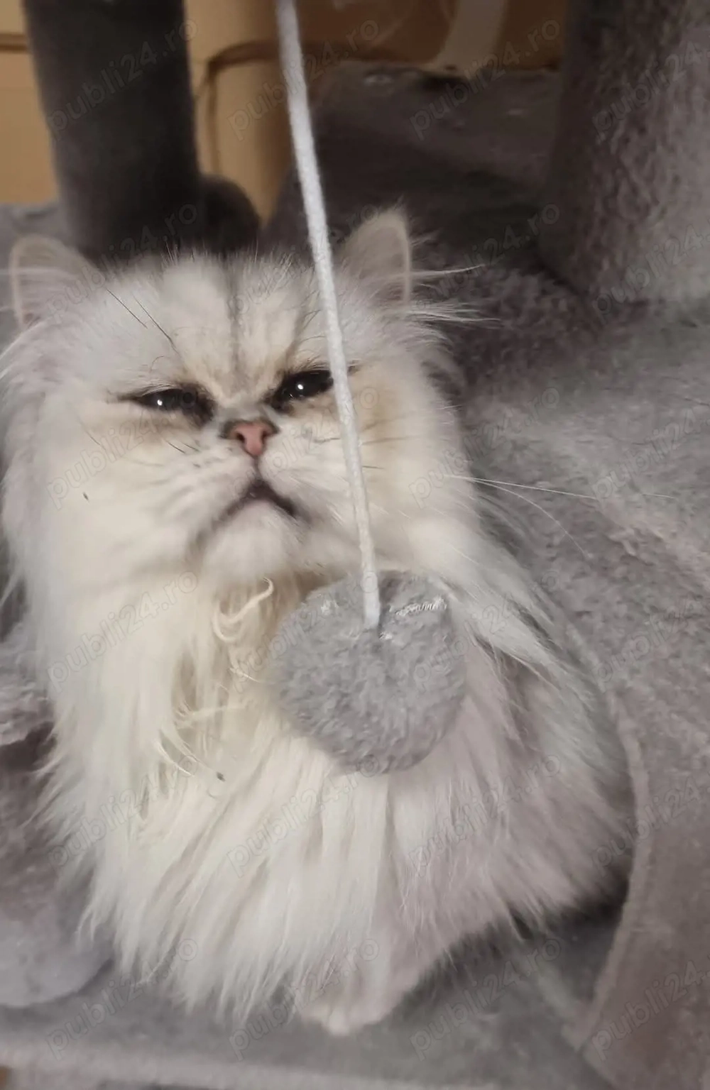 motan persan disponibili 