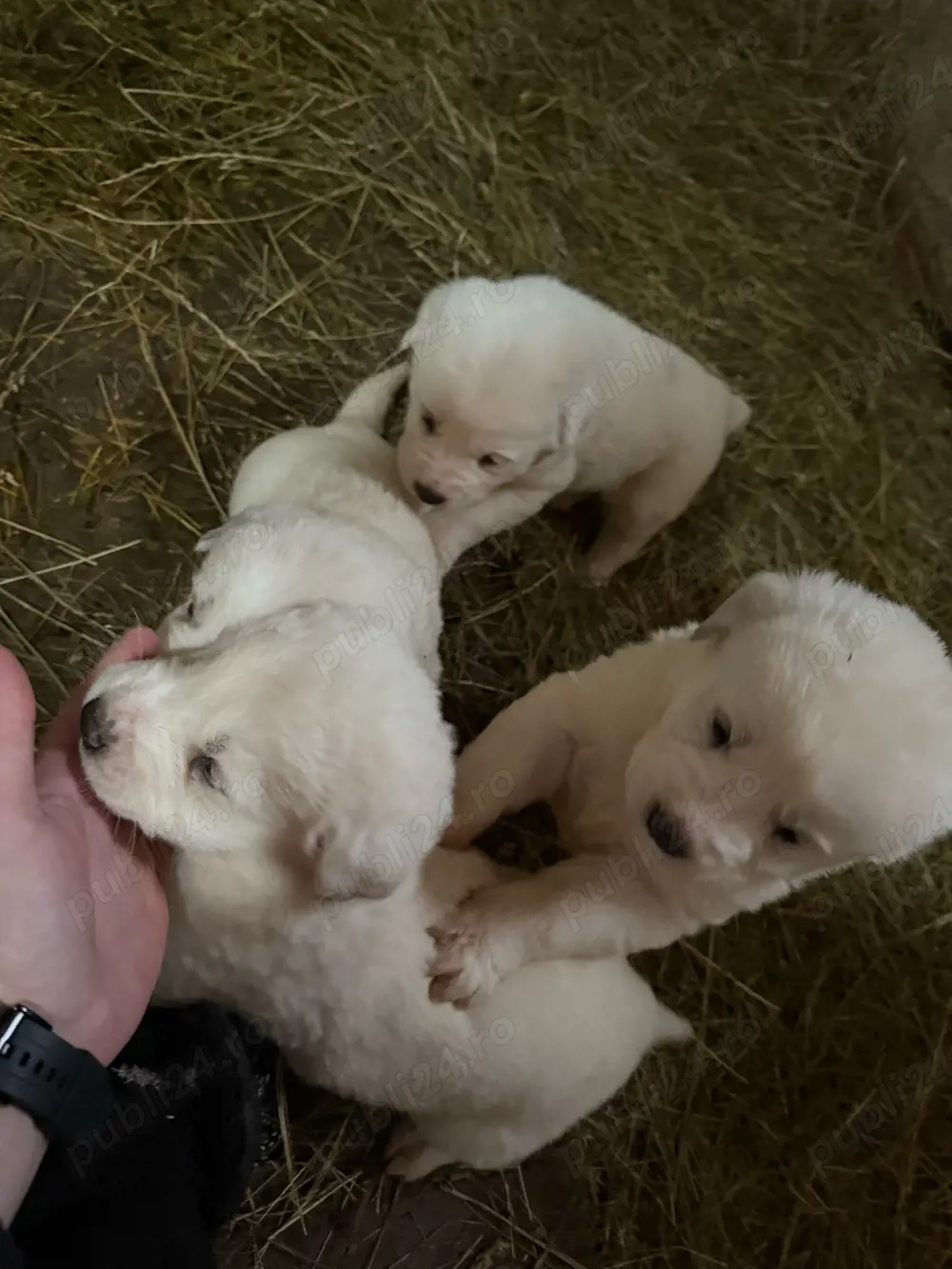 vand catei de asia centrala