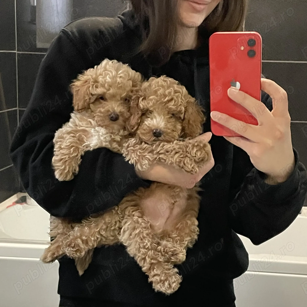 Pudel caniche roșcat apricot 