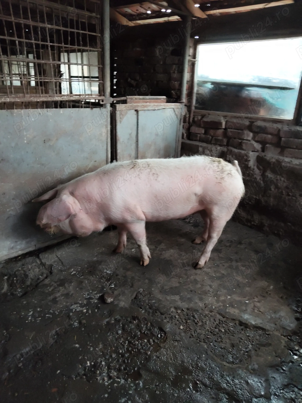Porc sacrificat