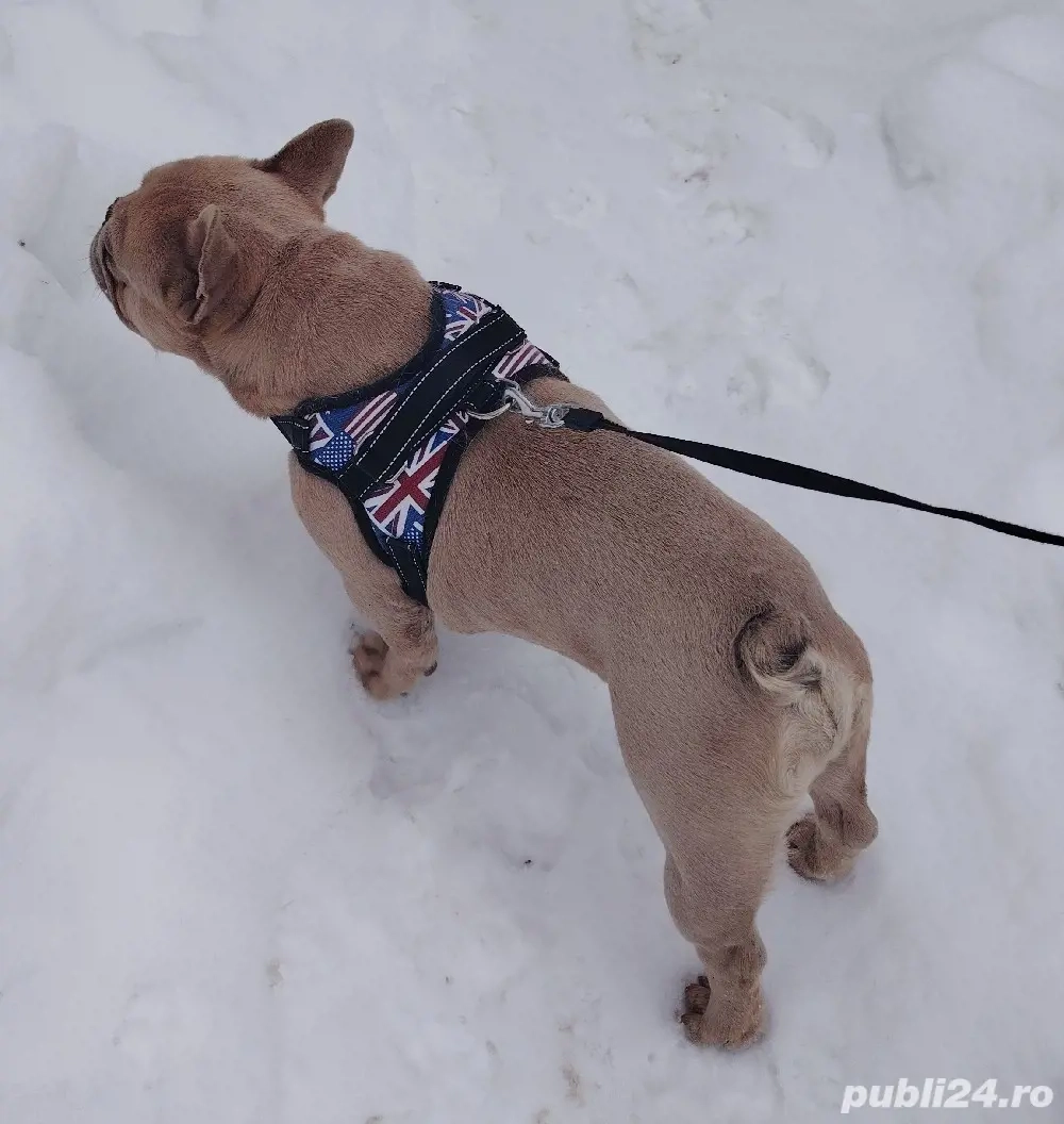 Eu sunt Boris, fetițele care mă plac să îmi scrie in privat