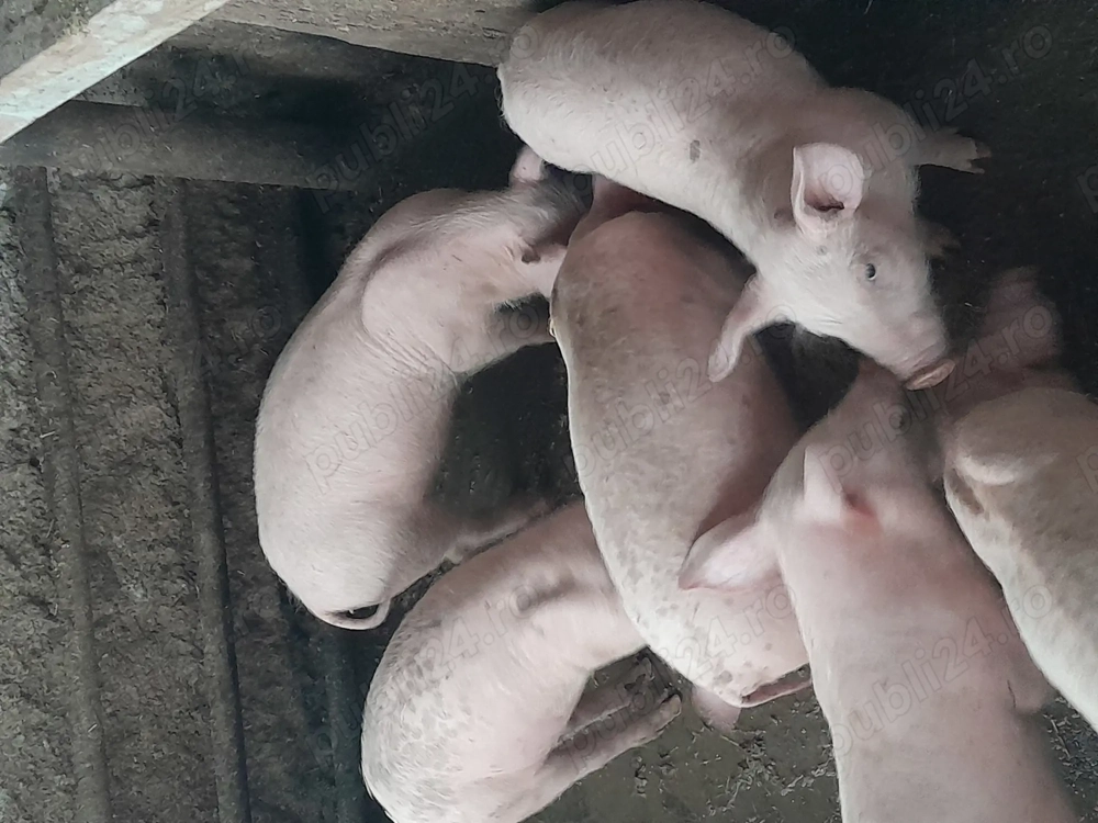 Vand purcei,porci castrați. 