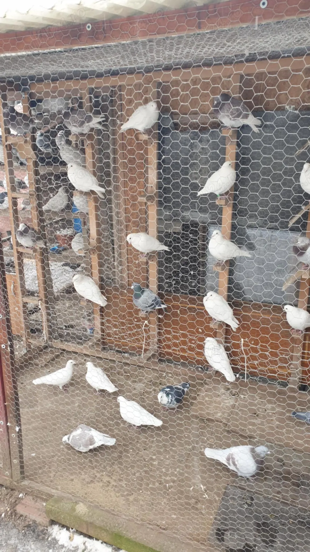 Ocazie! Vand porumbei voiajori albi si voiajori de concurs!