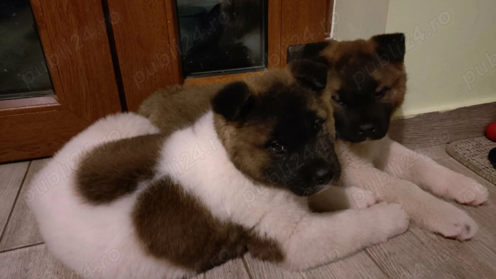 Pui mascul Akita american 