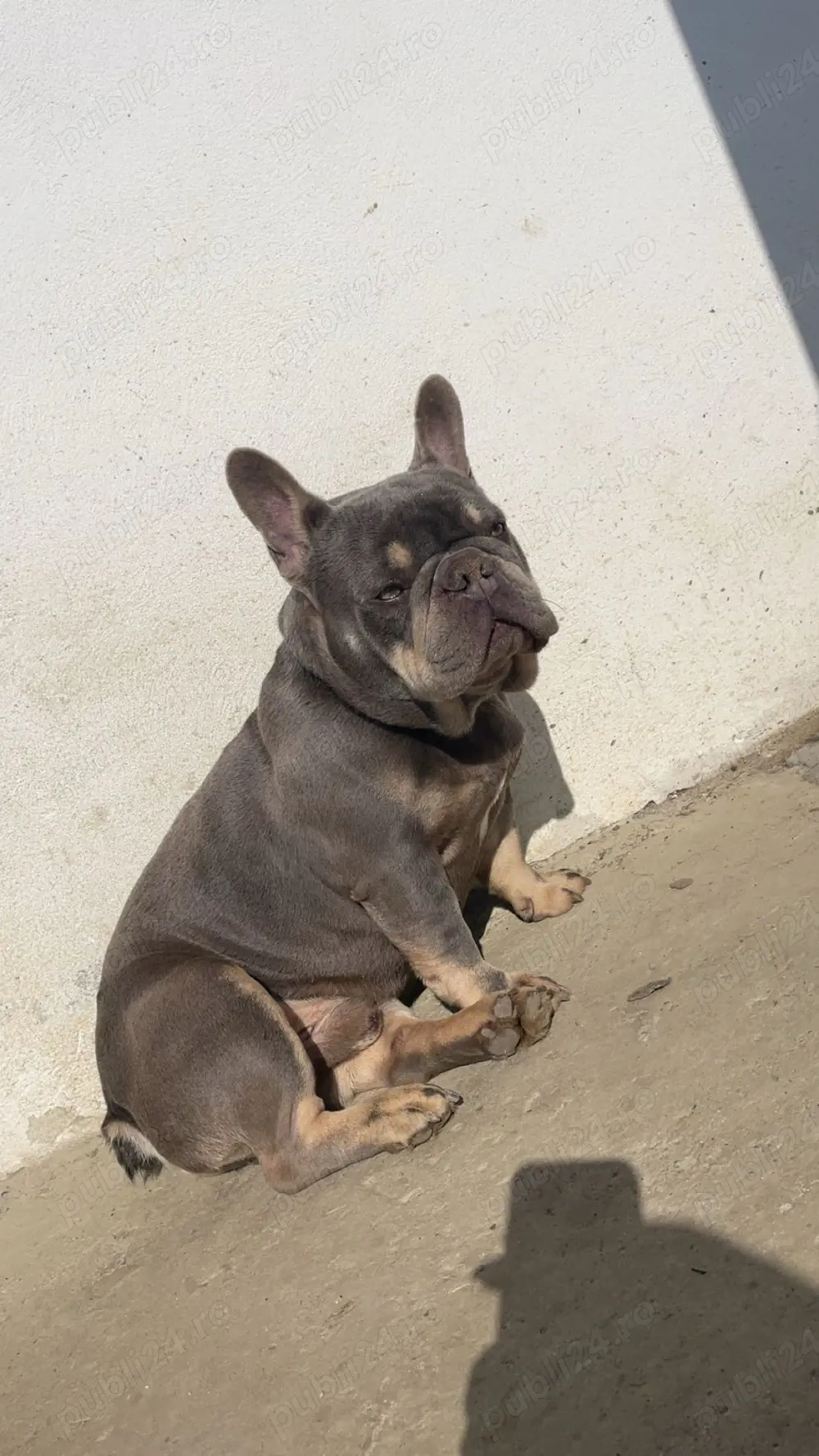 de vanzare bulldog cu pedigree 