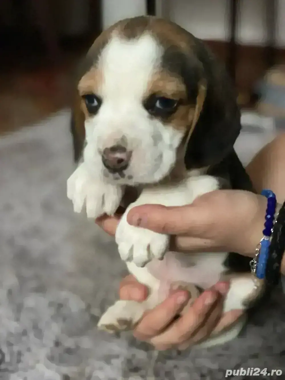 vand 2 catelusi rasa Beagle