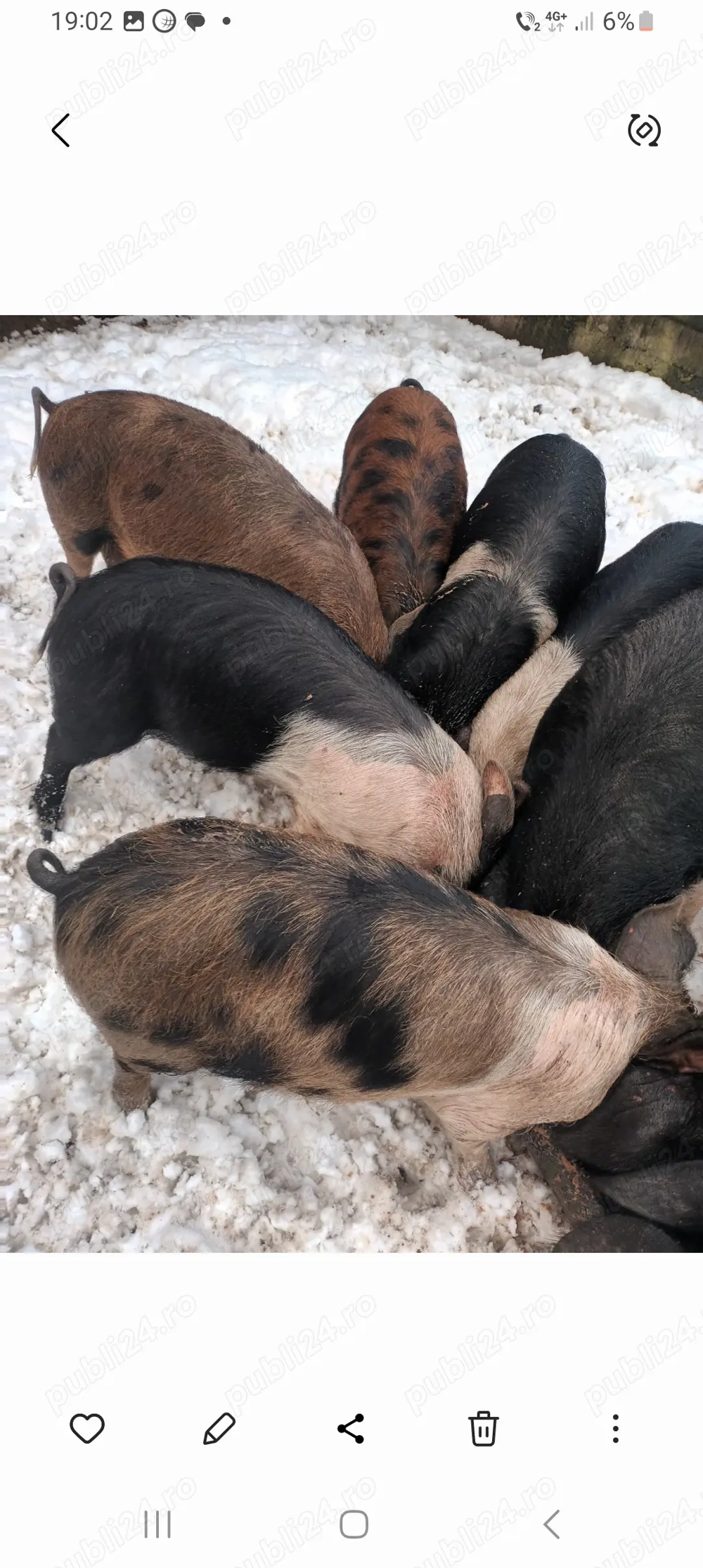 Porci  de vanzare  .