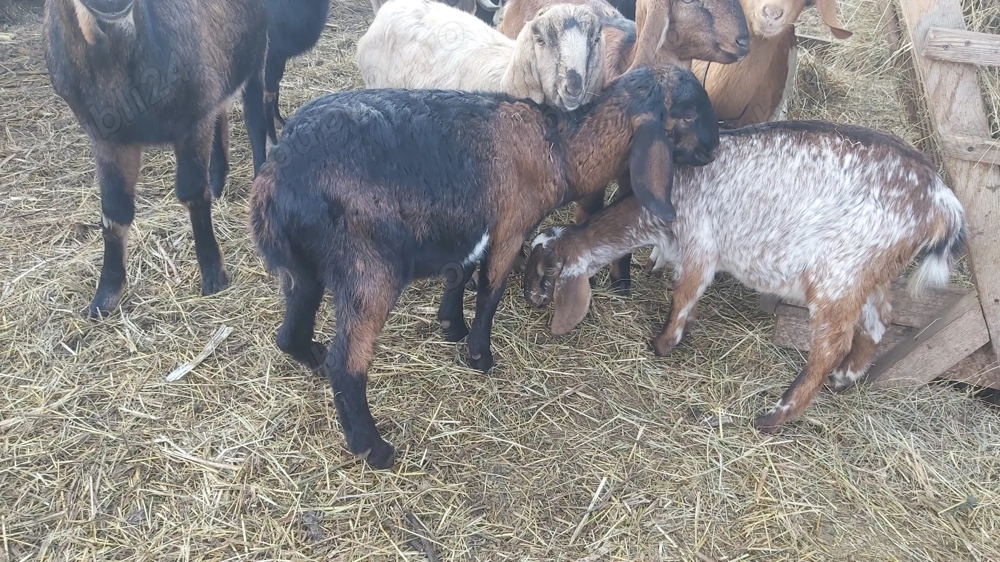 Vând ieduță Anglo Nubiană din primăvară 2025