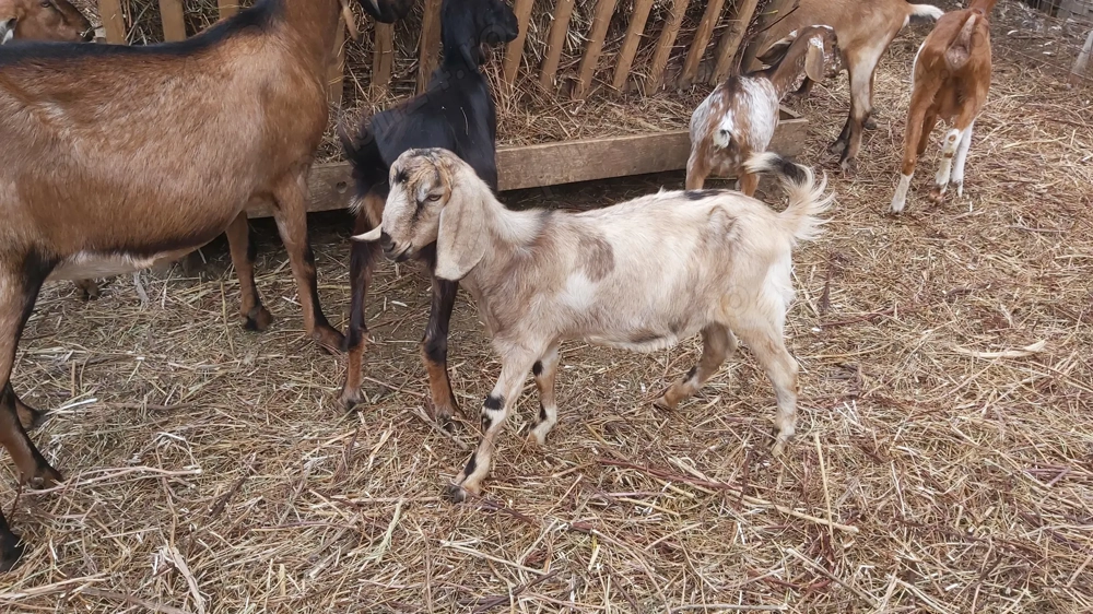 Vând Țăpişor Anglo Nubian, din primăvară 2025