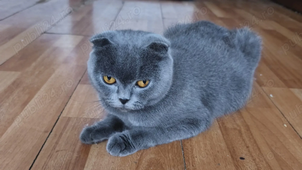 Scottish fold isi cauta gazda