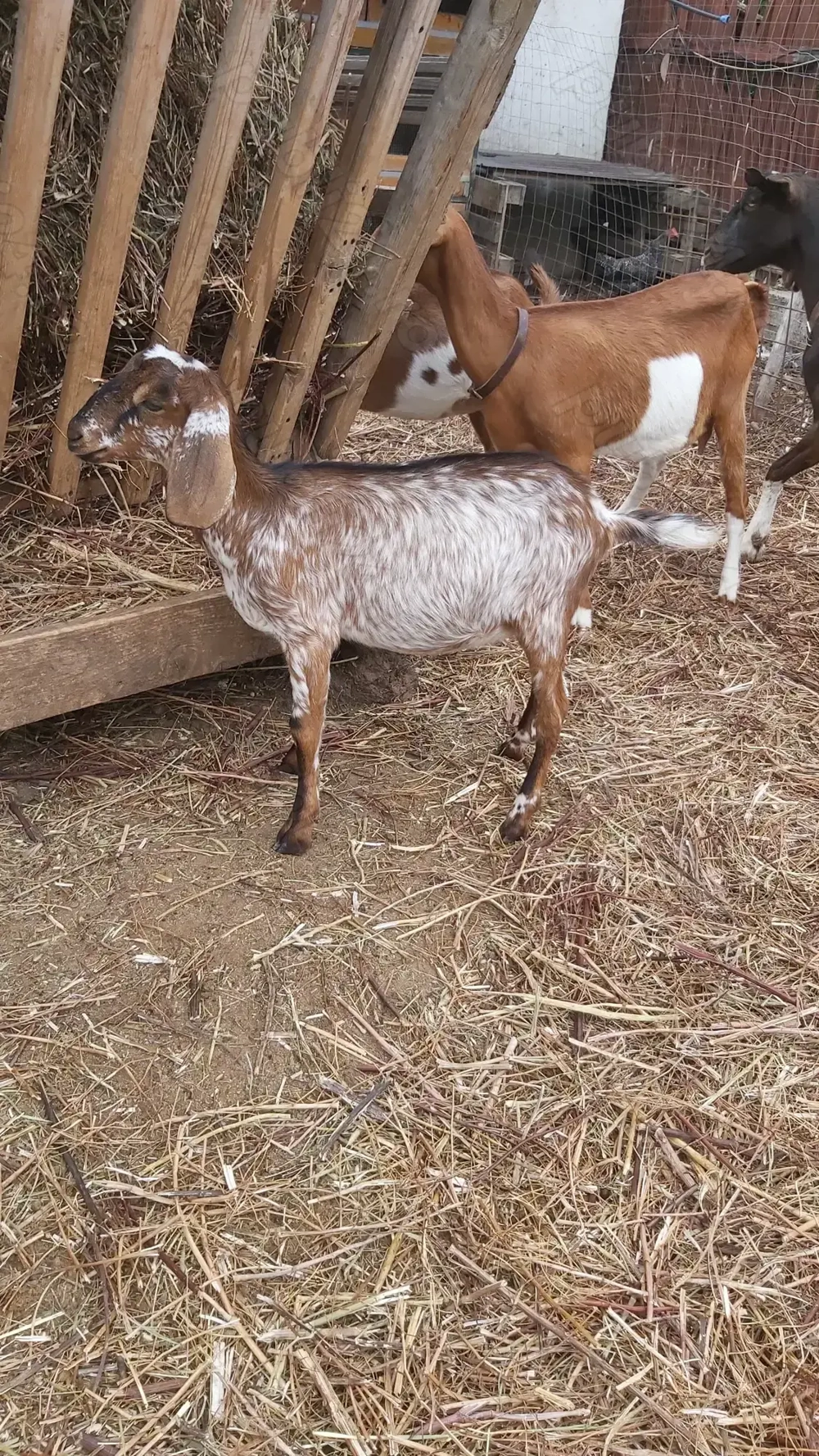 REZERVATĂ până în 31.01Vând ieduțâ Anglo Nubiană, din primăvara 2025