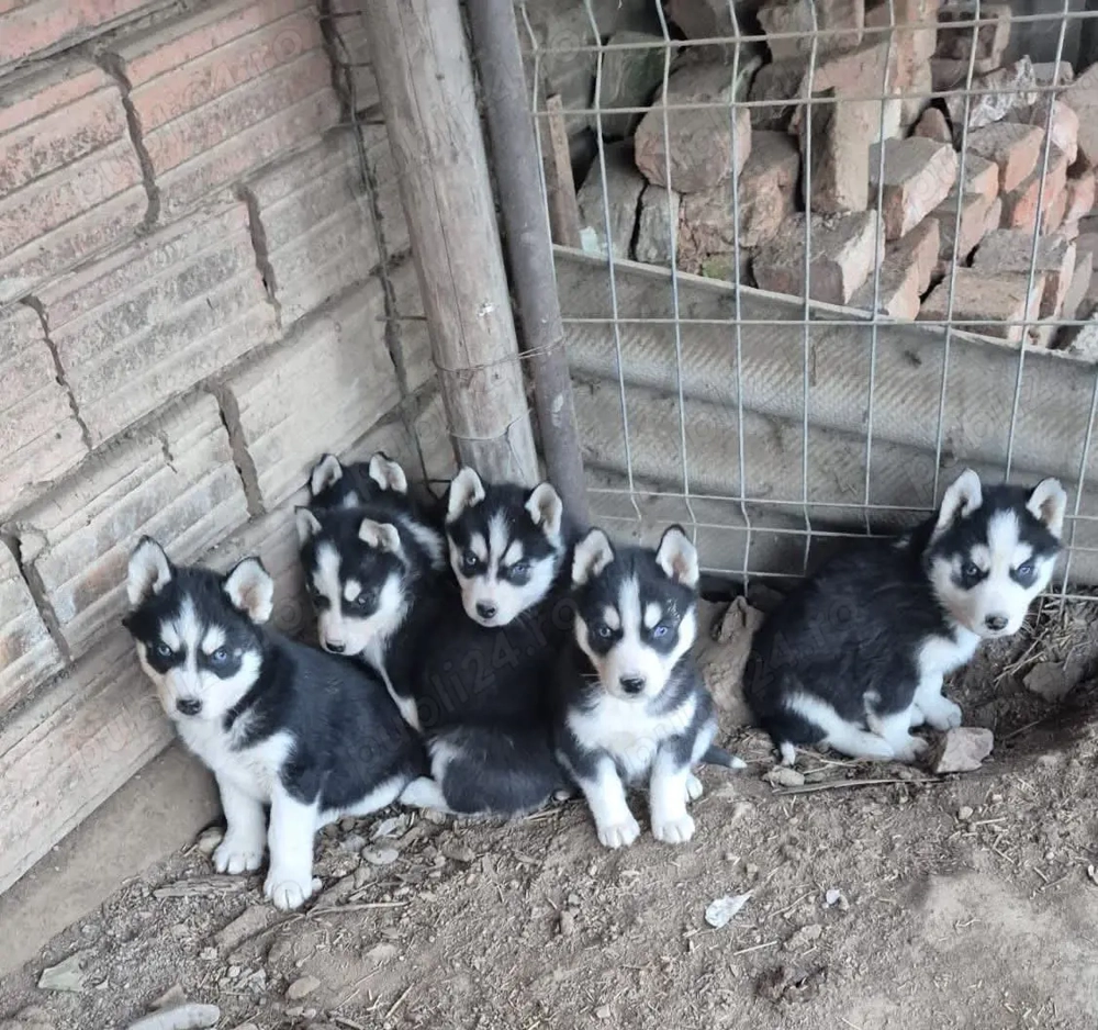 Pui de rasa husky siberian