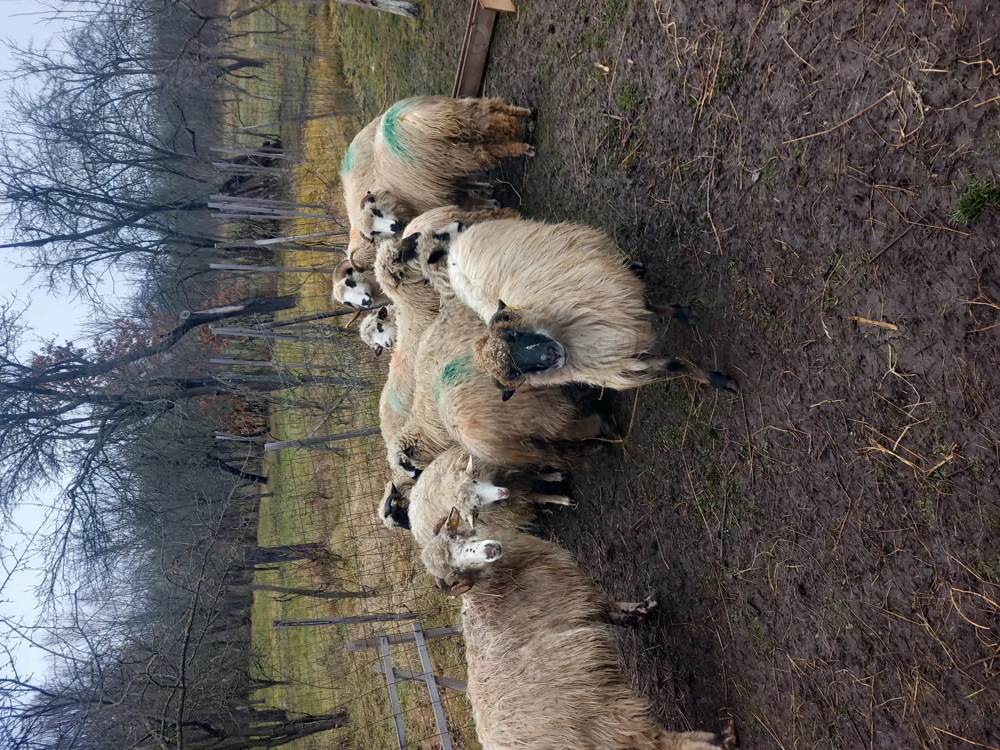 Vand 9 oi și un berbec