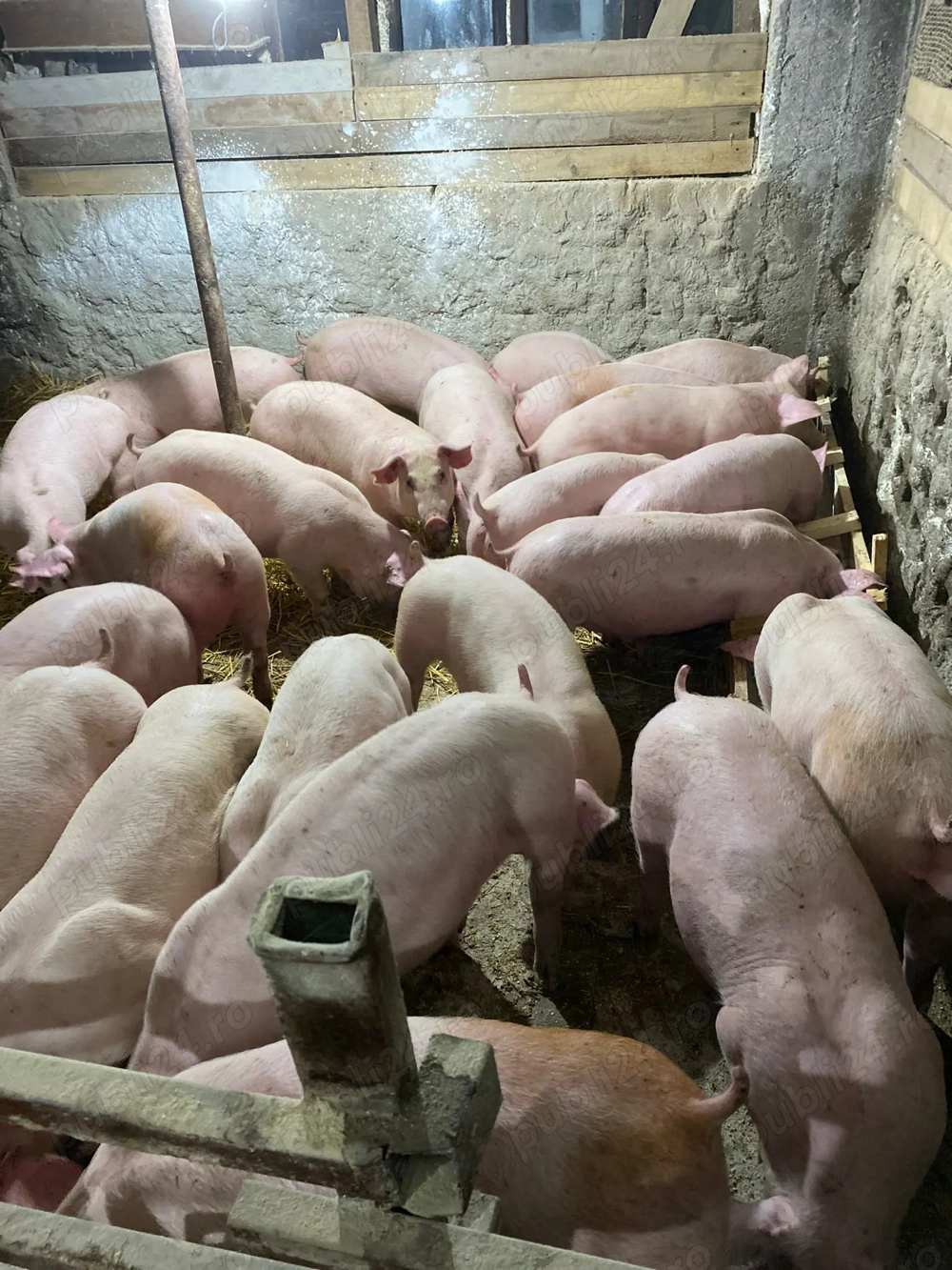 Purcei castrați @ scrofite reproducere 40 50kg