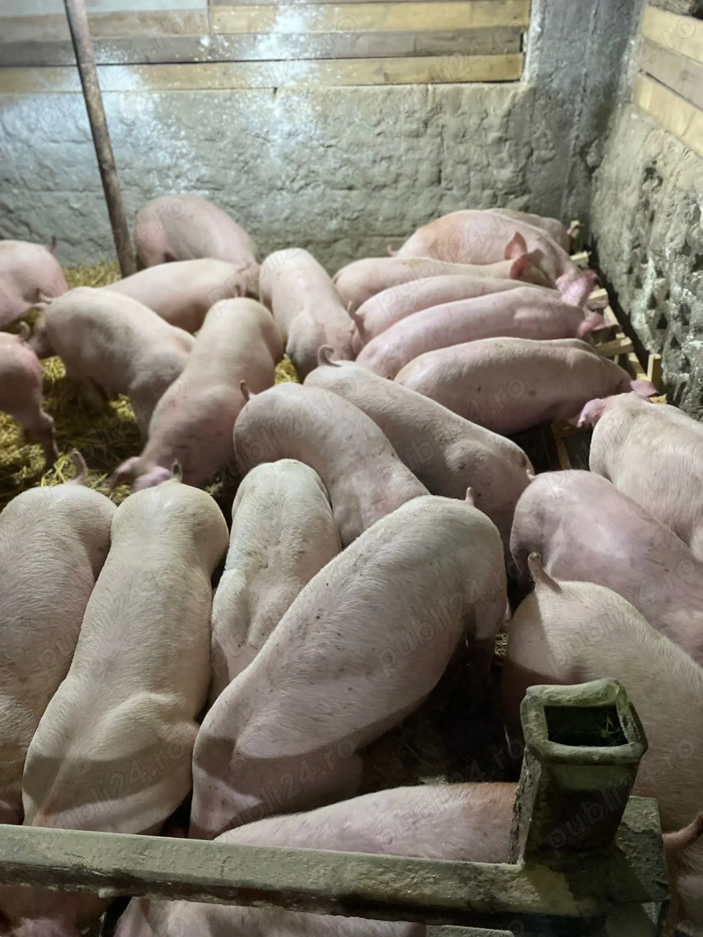 Purcei calitate garantata landras duroc marele alb