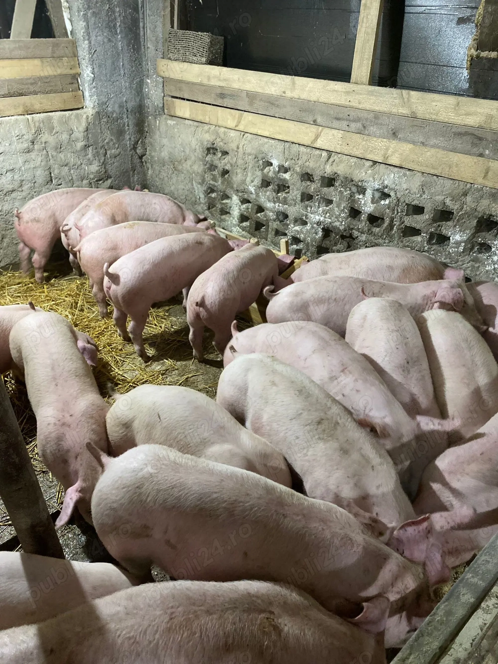 Purcei disponibili duroc landras 