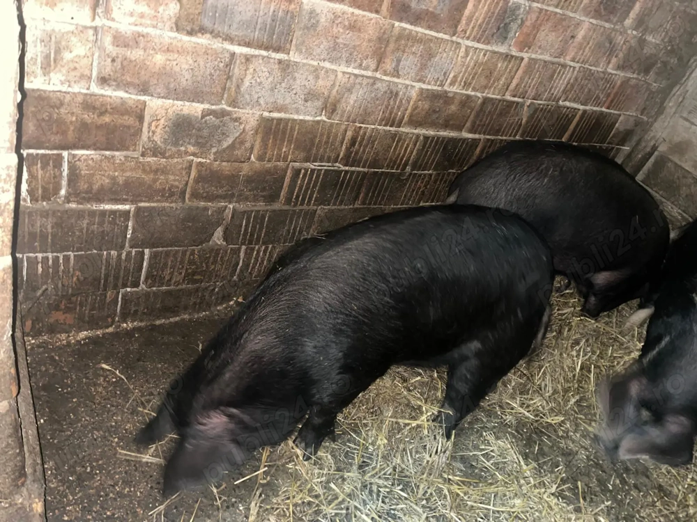 Vând trei porci 