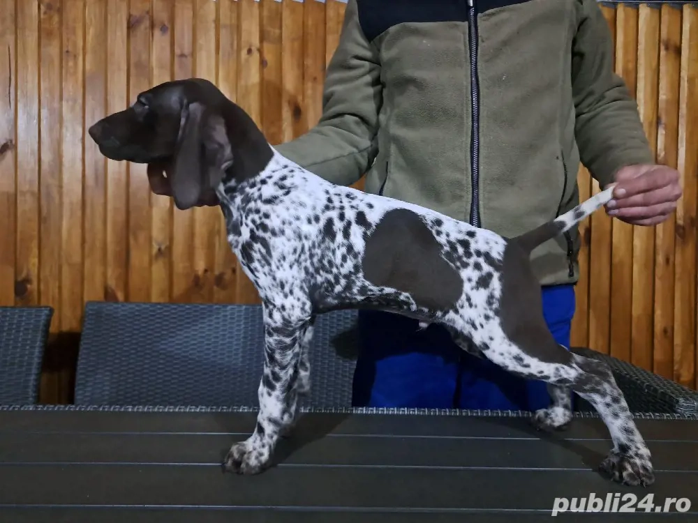 Brac german cu par scurt 