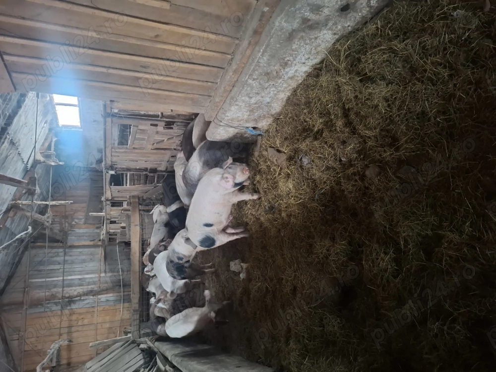 vand soldani 60 80 de kg