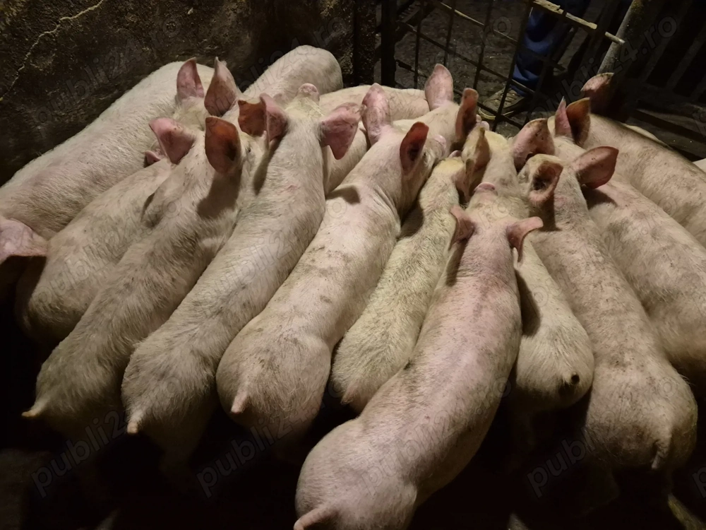 Șoldănei Pick de 3luni