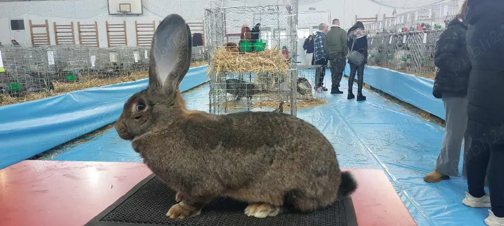 iepuri Uriaș German Gri și California 