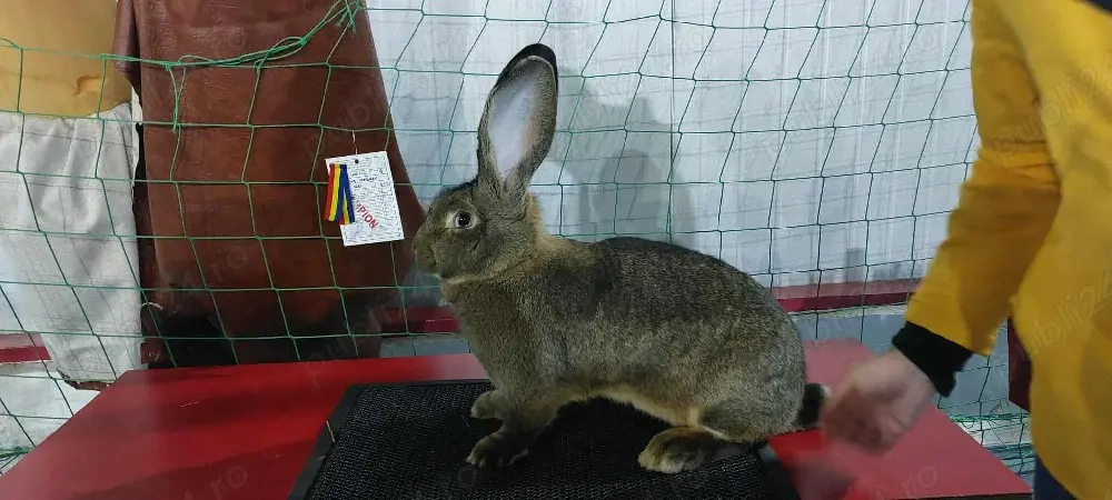 iepuri Uriaș German Gri și California 