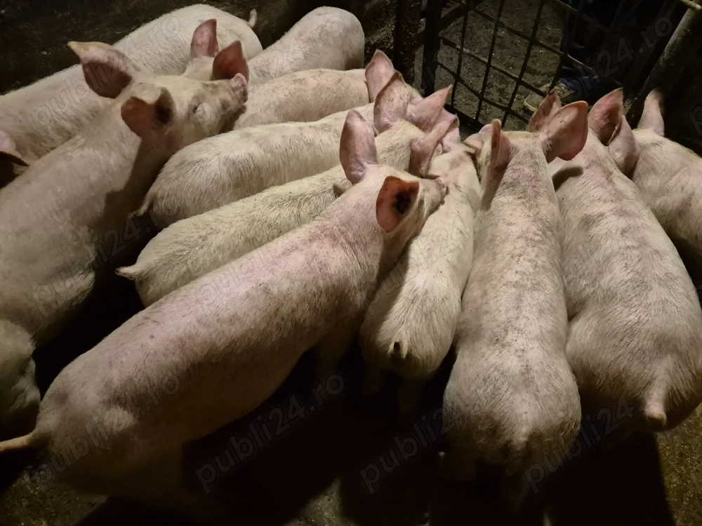 Șoldănei rasă de Carne Pick de 3 luni